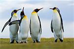 King penguins quarreling, Aptenodytes patagonicus, Falkland Islands