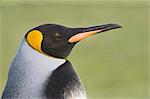 Melanistic king penguin, Aptenodytes patagonicus, Saunders Island, Falkland Islands