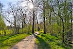 Path in early Spring, Park Schonbusch, Aschaffenburg, Spessart, Lower Franconia, Bavaria, Germany