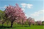 Blooming Cherry Tree in Castle Park in Spring, Weikersheim, Baden-Wurttemberg, Germany