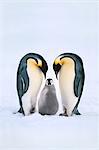 Emperor penguin family, Aptenodytes forsteri, Antarctica