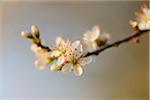 Close-up of Blackthorn (Prunus spinos) Blossoms in Spring, Bavaria, Germany