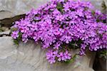 Close-up of Creeping Phlox (Phlox subulata) Blossoms in Stonewall in Spring, Bavaria, Germany