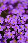 Close-up of Lilacbush (Aubrieta deltoidea) Blossoms in Garden in Spring, Bavaria, Germany