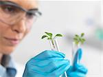 Scientist viewing seedling in test tubes under trial in lab