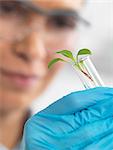 Scientist viewing seedling in test tubes under trial in lab