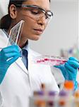 Stem cell research. Female scientist examining cell cultures in multiwell tray