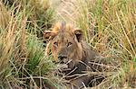 Male lion - Panthera leo - hiding in adrenaline grass, Mana Pools National Park, Zimbabwe, Africa