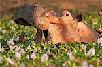 Hippopotamus / Hippo - Hippopotamus amphibius - in a waterhole filled with river hyacinths in flower,  Mana Pools National Park, Zimbabwe, Africa