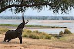 African elephant - Loxodonta africana - reaching up to acacia tree,  Mana Pools National Park, Zimbabwe, Africa