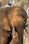 African elephant - Loxodonta africana - bull,  Mana Pools National Park, Zimbabwe, Africa