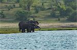 African elephants (Loxodonta africana) drinking in Chobe River