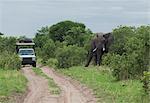 African elephant (Loxodonta africana) near safari jeep