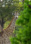 Giraffe (Giraffa camelopardalis)