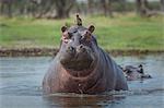 Oxpecker on Hippo's head  (Hippopotamus amphibius)