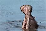 Yawning Hippo (Hippopotamus amphibius)