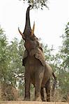 African elephant - Loxodonta africana