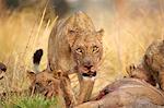 Lioness - Panthera leo - feeding on kudu carcase