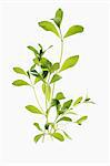 A few sprigs of stevia