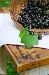 A basket of fresh blackcurrants on a wooden table outdoors