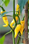 Yellow chilli peppers (variety 'Golden Cayenne') on the plant in the garden