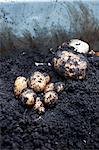 Fresh potatoes on the soil