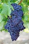 Black grapes on the vine