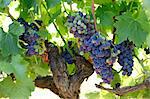 Black grapes on the vine