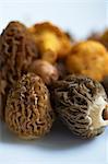 Fresh morels and chanterelles (close-up)