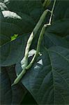 French beans on the plant