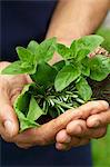 A man's hands holding fresh herbs