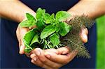 A man's hands holding fresh herbs