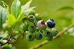 Unripe blueberries on the bush