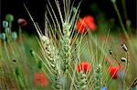 A field of wheat with poppies (section)