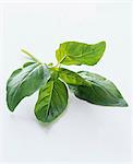 Sprig of basil