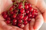 Hands holding redcurrants