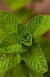 Fresh mint (close-up)