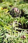 Artichoke Growing in Garden