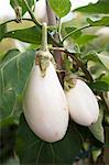 White aubergines on the plant