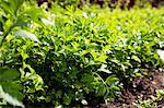 Flat-leaf parsley growing in a bed