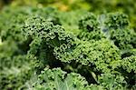 Kale in the vegetable plot (close-up)