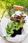 Young lettuce plants with soil (oak leaf lettuce) in a wire basket