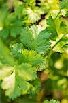 Coriander (Coriandrum sativum) growing in garden