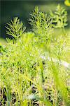 Closeup of organic grown dill (Anethum graveolens) growing in garden