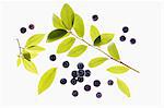 Elderberries and twig