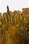 English wheat field