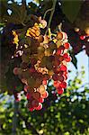 Rosé wine grapes on the vine in the sunshine