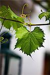 Vine foliage outside a wine bar