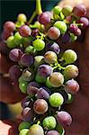 A harvest of unripe Zweigelt grapes for making verjus