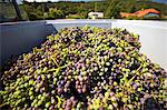 A harvest of unripe Zweigelt grapes for making verjuice